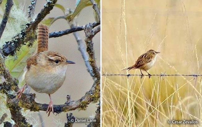 sedge_wren