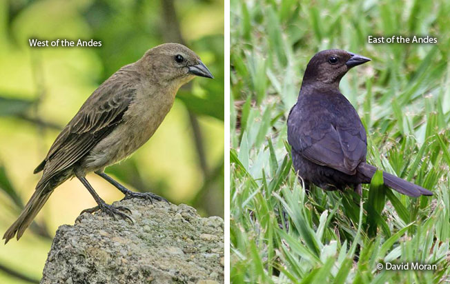 shiny_cowbird
