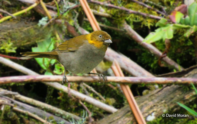 short-billed_chlorospingus