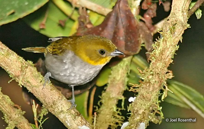 short-billed_chlorospingus