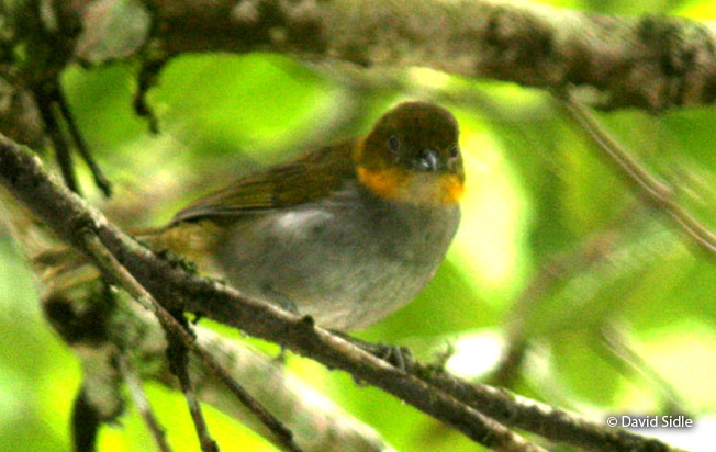 short-billed_chlorospingus
