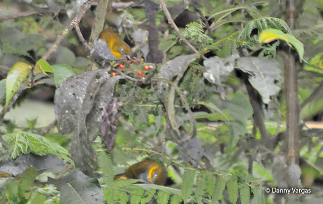 short-billed_chlorospingus