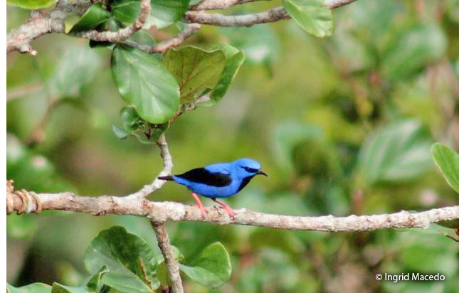 short-billed_honeycreeper