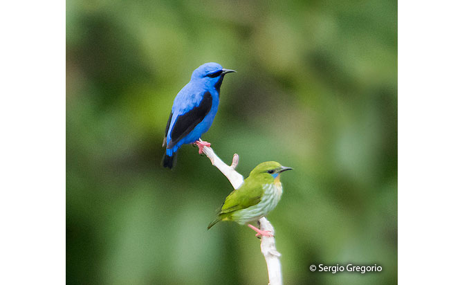 short-billed_honeycreeper