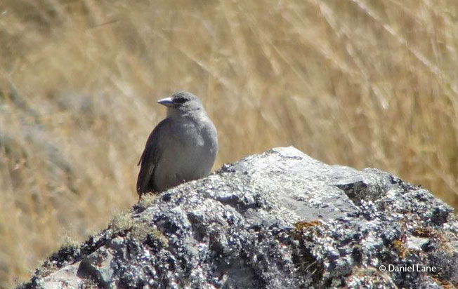 short-tailed_finch