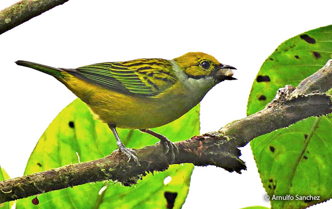 silver-throated_tanager