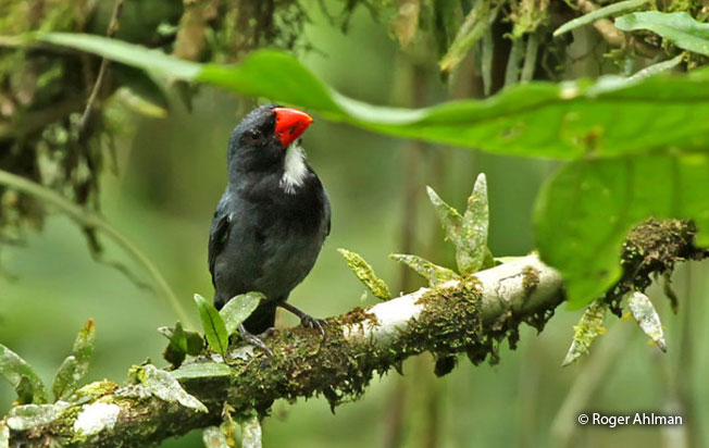slate-colored_grosbeak