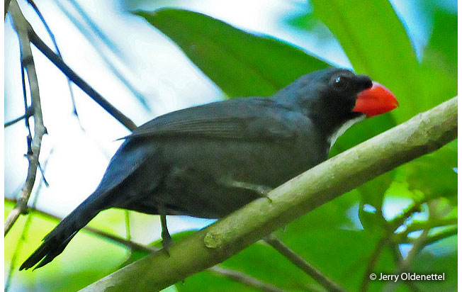 slate-colored_grosbeak