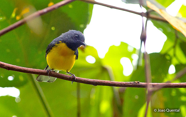 slate-throated_redstart