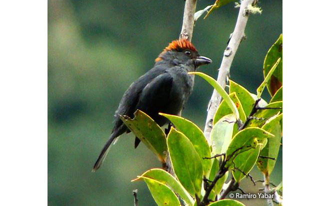 slaty-tanager