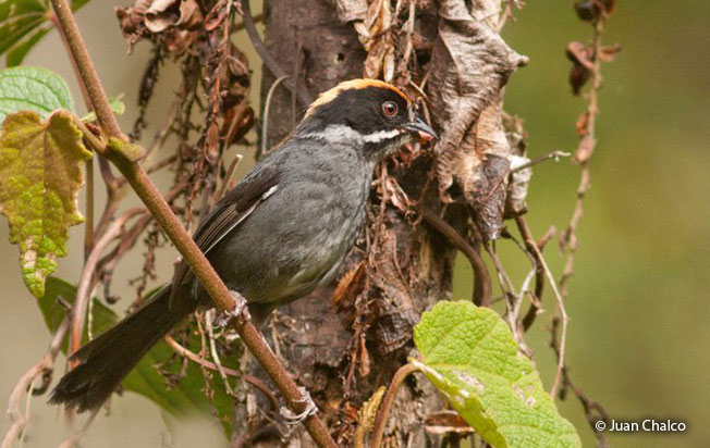 slaty_brush-finch