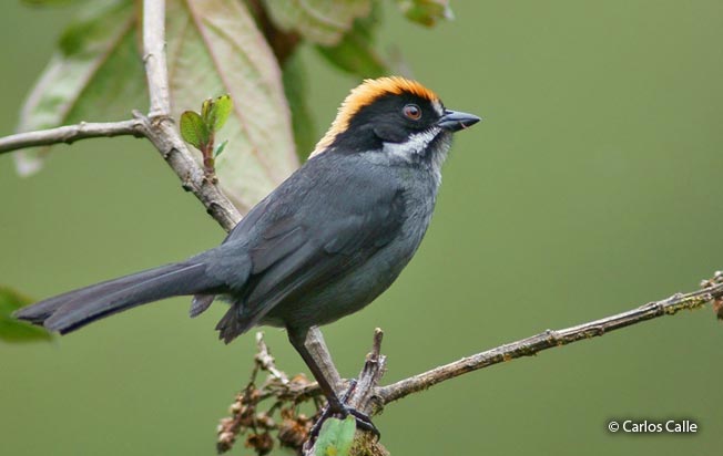 slaty_brush-finch