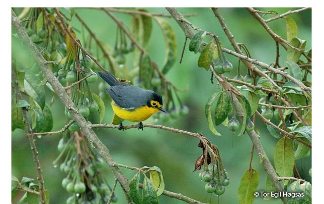spectacled-redstart