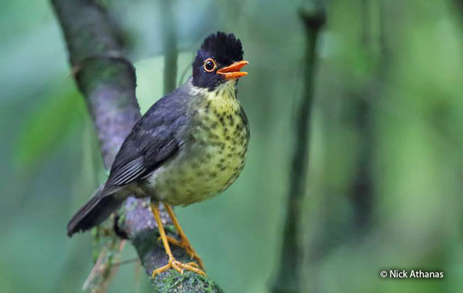spotted_nightingale_thrush