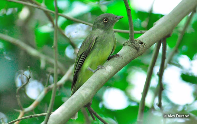 sulphur-bellied_tyrant_manakin
