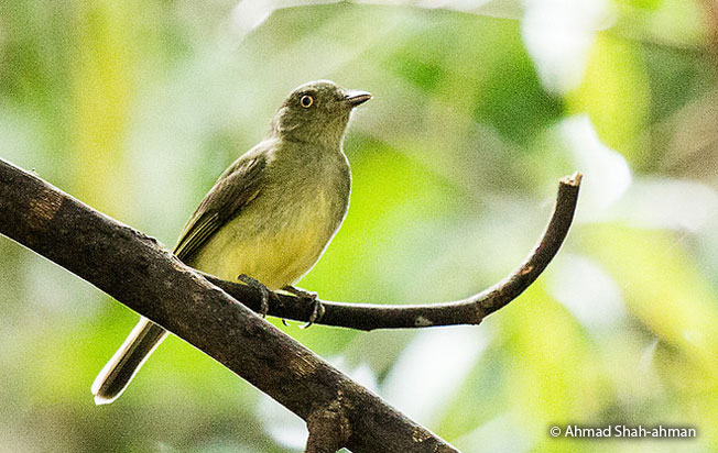 sulphur-bellied_tyrant_manakin