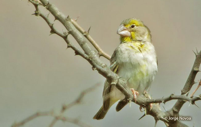 sulphur-throated_finch