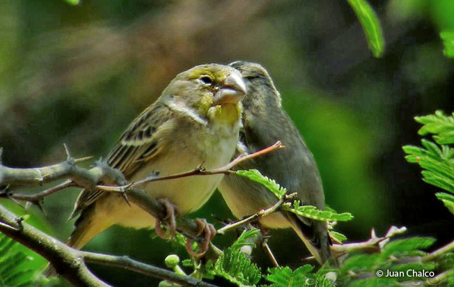 sulphur-throated_finch