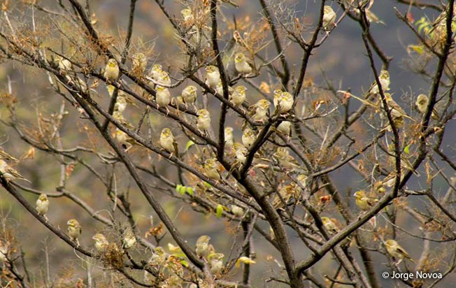 sulphur-throated_finch