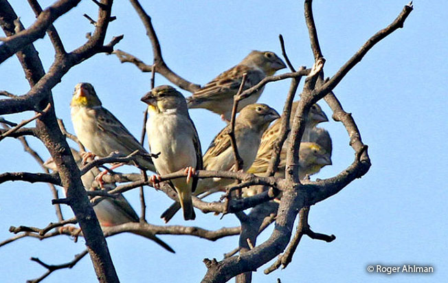 sulphur-throated_finch