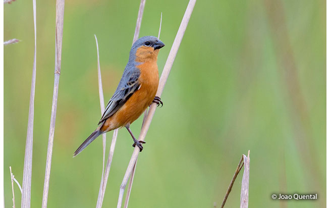 tawny-bellied_seedeater