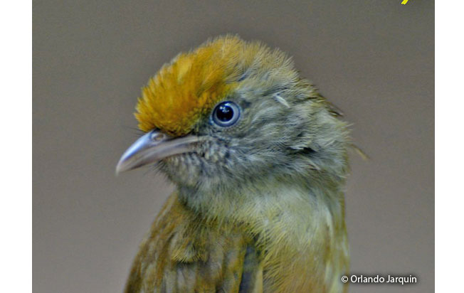 tawny-crowned_greenlet
