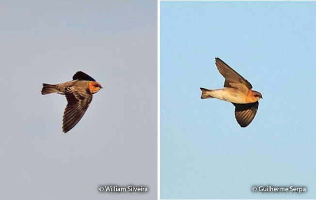 tawny-headed_swallow