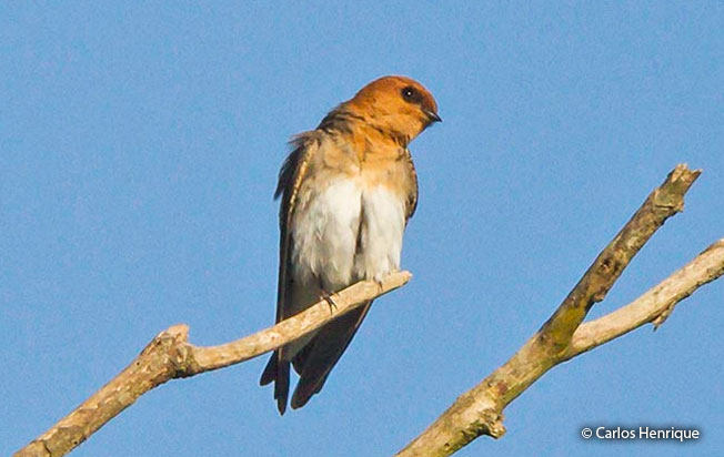 tawny-headed_swallow