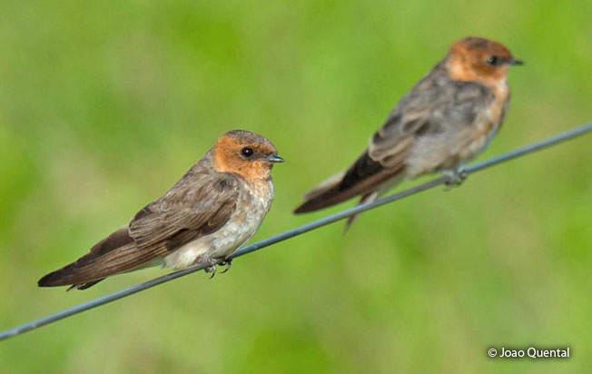 tawny-headed_swallow