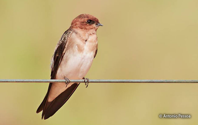 tawny-headed_swallow