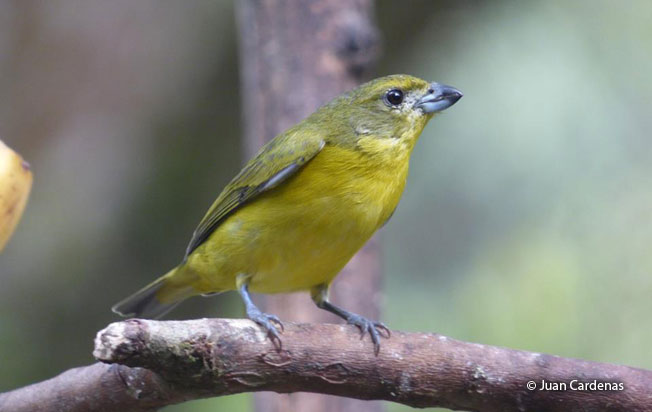 thick-billed_euphonia