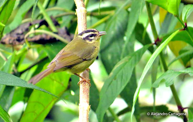 three-striped_warbler