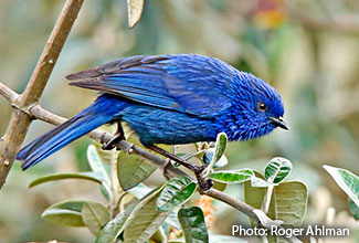 bird sounds of peru