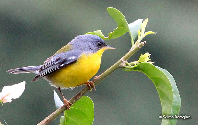 tropical-parula
