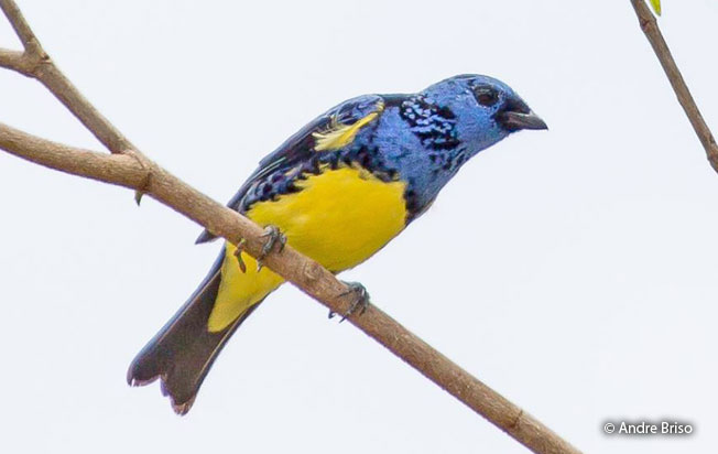 turquoise_tanager