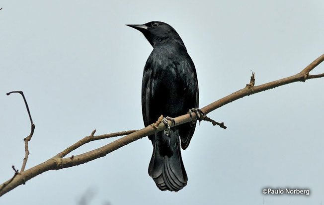 unicolored_blackbird