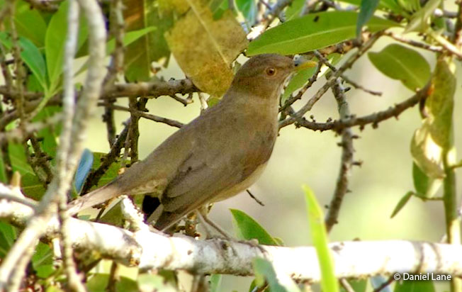 varzea_thrush