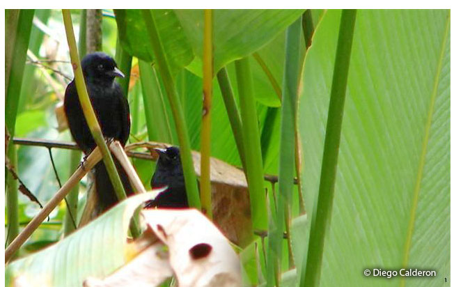 velvet-fronted-grackle