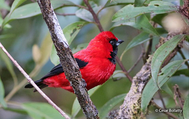 vermilion_tanager