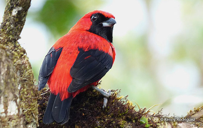vermilion_tanager