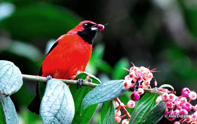 vermilion_tanager