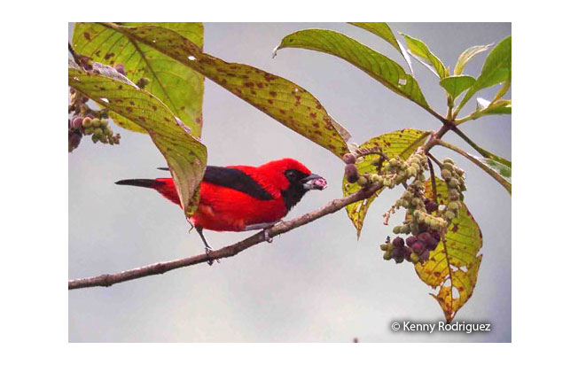 vermilion_tanager