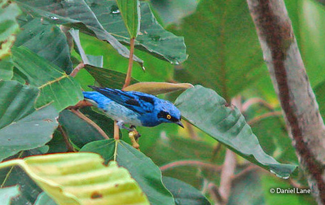 white-bellied_dacnis