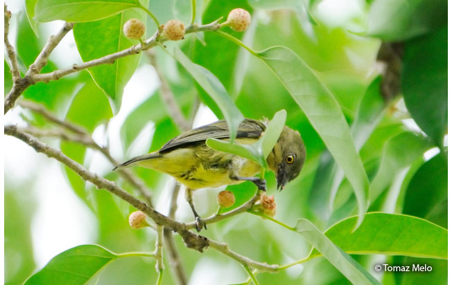 white-bellied_dacnis