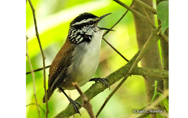 white-breasted_wood-wren