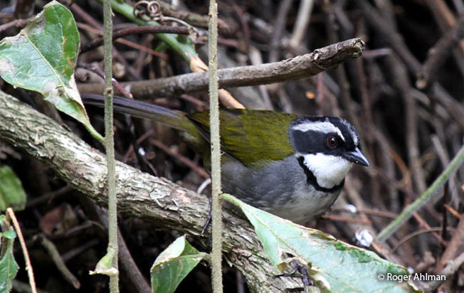 white-browed_brush-finch