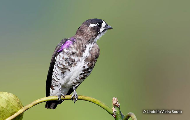 white-browed_purpletuft