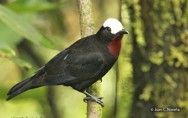 white-capped_tanager
