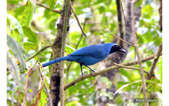 white-collared_jay