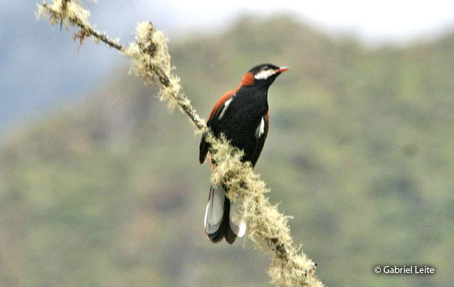 white-eared_solitaire
